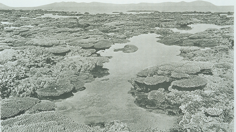 Great Barrier Reef 1890