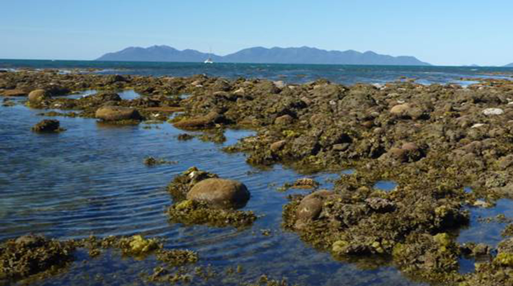 Great Barrier Reef 1890