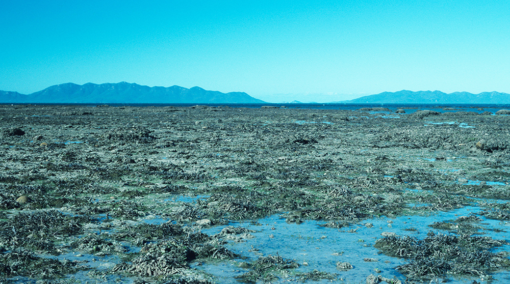 Great Barrier Reef 1890