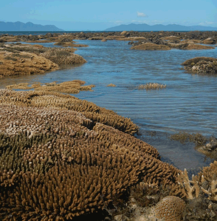 Great Barrier Reef 1890